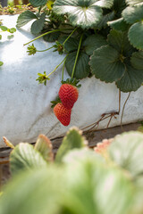 Strawberry planting, Strawberry growers working in greenhouse with harvest