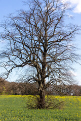 English Oak Tree surrounded by rape seed starving the tree of nutrients which will eventually kill it - stock photo.jpg