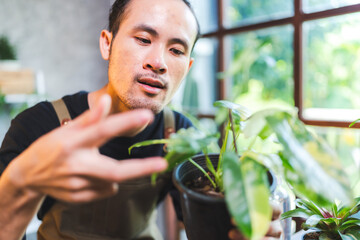 young gardening a plant in hobby at home, nature florist person lifestyle in green concept