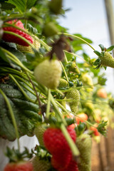 Strawberry planting, Strawberry growers working in greenhouse with harvest