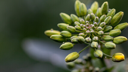 Rainwater droplets on rapeseed flower buds - stock photo