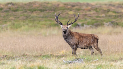 Naklejka na ściany i meble Red deer stag (Cervus elaphus) poses with a funny expression, Cairngorms, Scotland