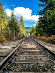 Fototapeta premium Train Tracks through Pine Forest | Railway view