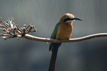 bee eater on branch