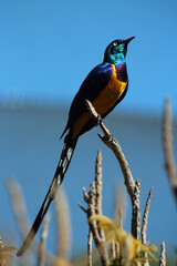 kingfisher on the branch