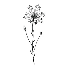 Knapweed, Centaurea flower with leaves and buds. Black on white background drawing in engraving vintage style. Botanical hand drawn illustration - obrazy, fototapety, plakaty
