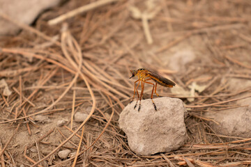 La sierra surutato sinaloa