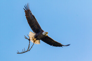 Nest building