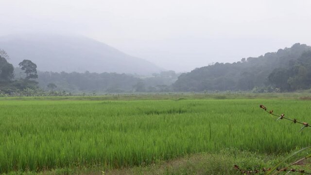 An Awesome view of a Landscape covered in mist during Monsoon near Sakaleshpur in Hassan, India.