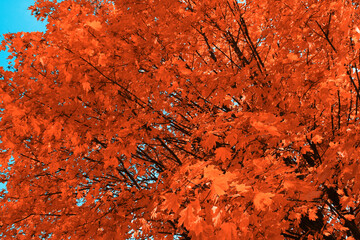 Bright orange foliage against a blue sky. Golden autumn. - 468279629