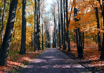 Golden autumn. Bright orange foliage. Beautiful autumn park. Shady alley. The road goes into the distance. - 468279642
