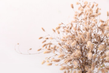 Beautiful dried spikelets on light background, closeup
