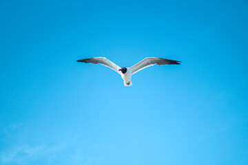 seagull in flight