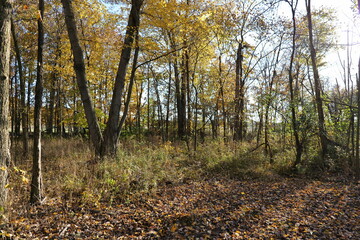 Obraz premium fall forest