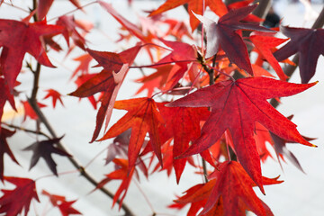 Tree with autumn leaves in park, closeup
