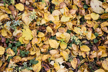 Fallen leaves in autumn park