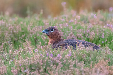Red grouse hen (Lagopus lagopus scotica) feeding in the heather, Cairngorms, Scotland