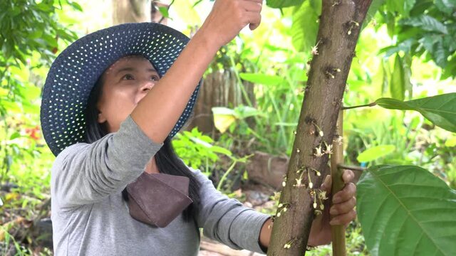 The happiness of Asian female farmers, look at the blossoms of your cacao, the produce in her garden.