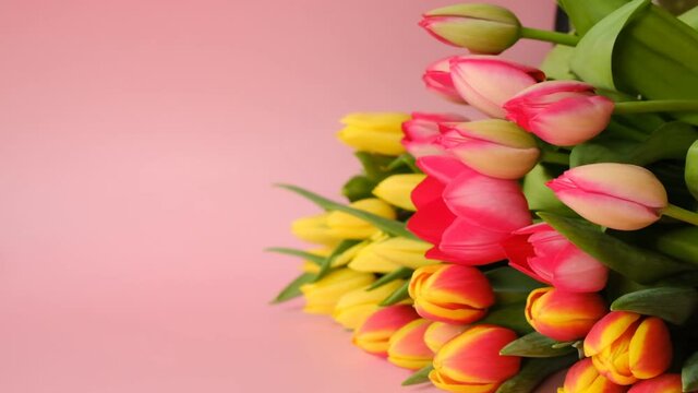 Tulips.Bouquet of tulips. Yellow and red tulips bouquet. 4k footage