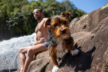 dog playing in the water, little black dog bathing in the river