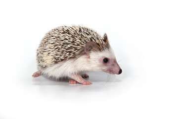 An African cute hedgehog with brown spines and needles on its back stomps on a white isolated background