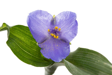 Violet flower of tradescantia, isolated on white background