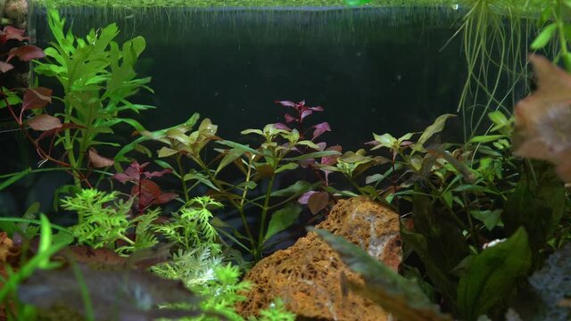 Planted freshwater hobby aquarium with green plants and shrimp fish. Beautiful fish tank aqua and landscape. Underwater weeds are red tiger lotus, Nypmhaea, Zenkeri, dwarf hair grass and more.