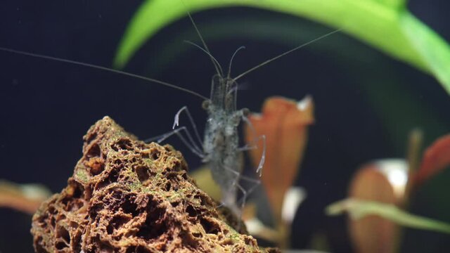 Freshwater ghost shrimp macro shot, or opaque glass shrimp with crooked back tail. Algae-eating Pinocchio shrimp, Palaemonetes paludosus feeders. Close up with very shallow depth of field.