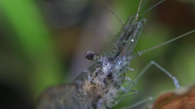 Transparent glass ghost shrimp in the hobby fish tank. Cleaner shrimp in macro close up photography with very shallow depth of field. Algae-eating Palaemonetes paludosus shrimp.