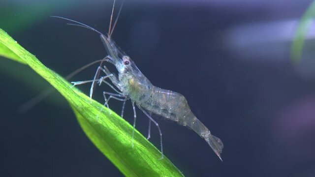 Freshwater ghost shrimp macro shot, or opaque glass shrimp with crooked back tail. Algae-eating Pinocchio shrimp, Palaemonetes paludosus feeders. Close up with very shallow depth of field.