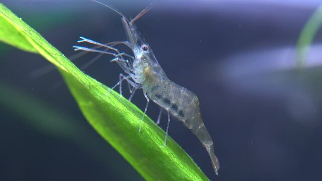 Freshwater ghost shrimp macro shot, or opaque glass shrimp with crooked back tail. Algae-eating Pinocchio shrimp, Palaemonetes paludosus feeders. Close up with very shallow depth of field.