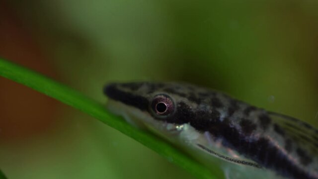 Otos catfish feeding on algae in the home hobby planted fish tank with shrimps. Cute Dwarf suckers or Loricariidae face in aquarium. Macro close up with very shallow depth of field.