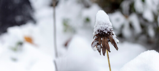 snow on the dry geobera. dry geobera on a snowy day. christmas image.	