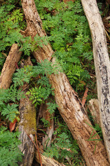 Deforestation concept of logs of felled trees in a forest.