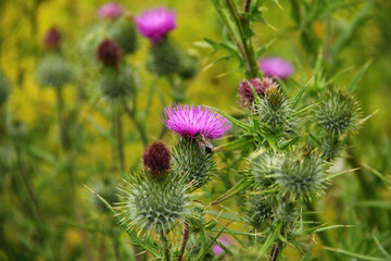 View of Thistle flowers in a garden