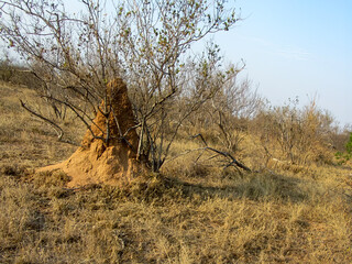 Huge termite mound in surrounding tree in Kruger area of South Africa