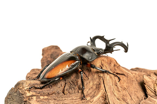 Rhaetulus crenatus kawanoi