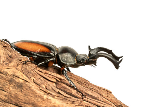 Rhaetulus crenatus kawanoi