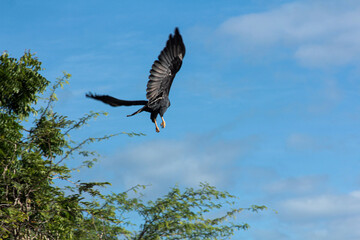 vulture in flight