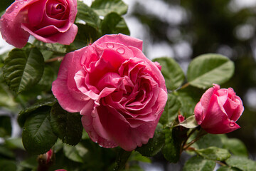 Close up view of pink roses covered with the drops of water after rain. Selective focus. Background with green leaves