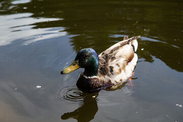Obraz premium A male mallard duck swimming on the lake. Close up view waterfowl on the dirty water