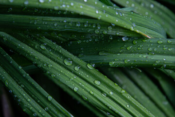 Dark green natural background with drops of water. Wet grass with water drops after rain. Fresh plants background. Close up view