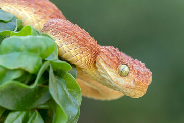 Red Venomous Bush Viper in African Rainforest