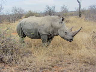 Old male rhinoceros in Kruger area of South Africa