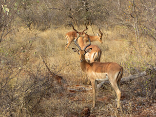Bachelor herd of impala in Kruger area of South Africa