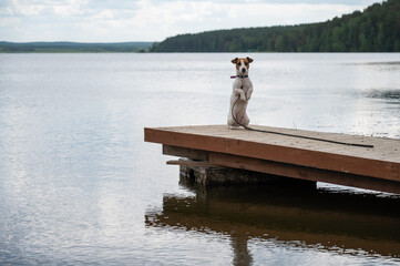 Sad dog jack russell terrier sits alone on the pier by the lake.