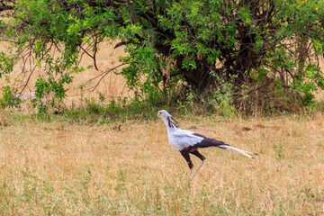 Secretarybird or secretary bird (Sagittarius serpentarius) walking in Serengeti national park, Tanzania