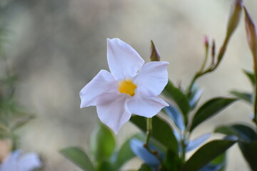 Flor blanca y amarilla en el campo