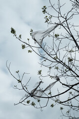 Nature and earth pollution. Trees covered with plastic bags over blue sky
