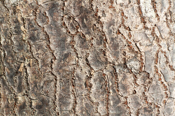 texture bark of mangrove tree